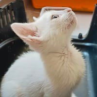 Niveo, chat à adopter