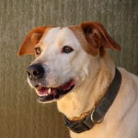 JORG (FBM), chien à adopter