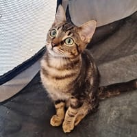 Sol, chatte à adopter
