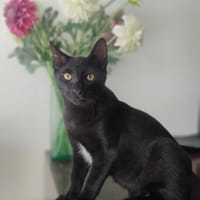Yupi, chat à adopter
