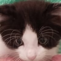 AIME, chat à adopter
