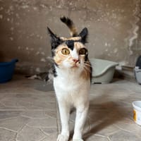 Lena, chatte à adopter