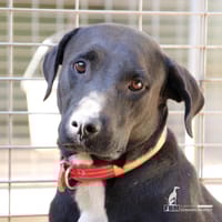 BIMBA (FBM), chienne à adopter