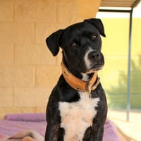 FERNANDA (FBM), chienne à adopter