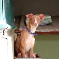 PITU (FBM), chien à adopter