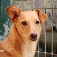 MARYLÈNE (FBM), chienne à adopter