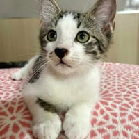 Arturo, mâle, chat européen, né le 09/06/2025 🐱, chat à adopter