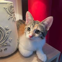 Gracie, femelle, chat européen, née le 05/06/2025 🐱, chatte à adopter