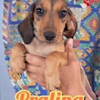PRALINA della serie I DOLCETTI, cane femmina da adottare