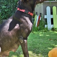 Mirabelle, femelle croisée berger, née le 15/03/2024 🐶, chienne à adopter