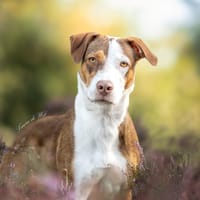 Cleo, teefjes ter adoptie