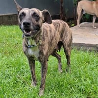 Donna, femelle, croisée berger, née le 10/09/2023, chienne à adopter