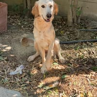 RAFFY mix golden retriever, cane femmina da adottare
