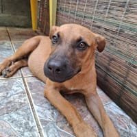 Ava, femelle, croisée berger, née le 25/04/2025, chienne à adopter