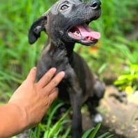 Aesa, femelle, croisée berger, née le 05/06/2025, chienne à adopter