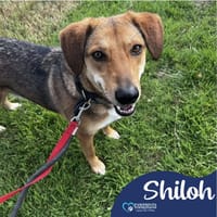 Shiloh, dog to adopt
