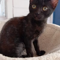 ABYSSE, chatte à adopter