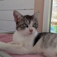 VICTORIA, chatte à adopter