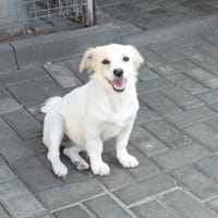 CEFILA, chienne à adopter