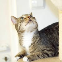Boniuś, kot do adopcji