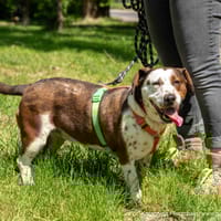 Dotka, suczka do adopcji