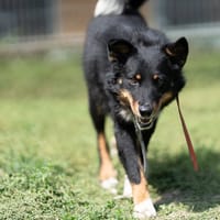 Bosco, pies do adopcji