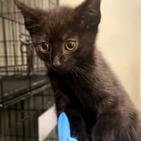 Elio, kot do adopcji