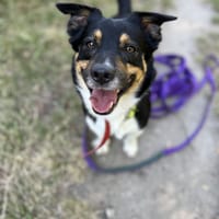 Tościk, pies do adopcji