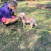 Maja, suczka do adopcji