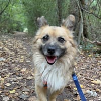 Ravioli, pies do adopcji