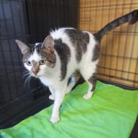 Lucjan, kot do adopcji