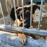 Loki, pies do adopcji
