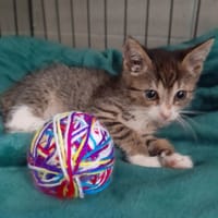 Maxi, kot do adopcji