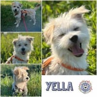 YELLA * lustiger flotter Feger, Hündin zur Adoption