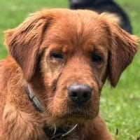Chow-Chow-Mix FELIXin 53940 Hellenthal, Hund zur Adoption