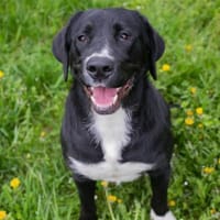 Inge  fröhliche Labrador-Mix Hündin, Hündin zur Adoption