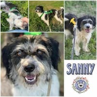 SANNY * fröhlich & unbeschwert, Hündin zur Adoption