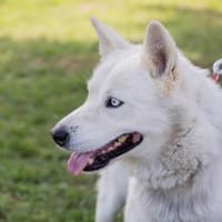 Benja-unkomplizierte Hündin sucht...., Hündin zur Adoption
