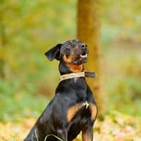 Foxy  anspruchsvoller, treuer Begleiter, Hund zur Adoption