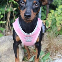 Tilli- kleiner 5 kg Turbo-Zwerg, Hündin zur Adoption