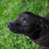 Willy - freundliche kleiner Kerl sucht.., Hund zur Adoption