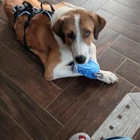 Moisès braucht Unterstützung mit ❤, Hund zur Adoption