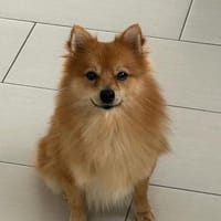 Karlo  sucht Sicherheit und Liebe, Hund zur Adoption