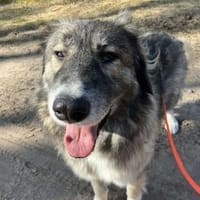 Tolle Bella möchte ein eigens Zuhause!, Hündin zur Adoption