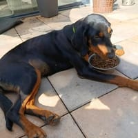 💫 Zauberhafte Meghan 💫, Hündin zur Adoption