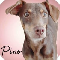Pino ein zauberhafter Bube, Hund zur Adoption