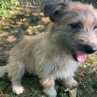 Ylwie sucht ihre Menschen, Hündin zur Adoption