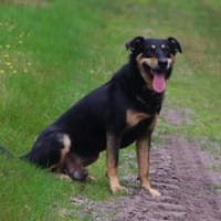 Wessen Herzen darf Thunder erobern?, Hund zur Adoption