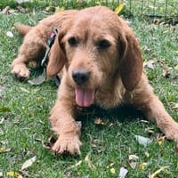 Hübscher lieber Basset fauve d.B. IWO, Hund zur Adoption