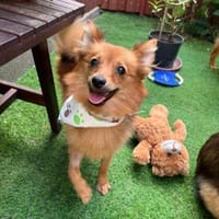 Maggy - junge Spitz-Dame mit Potenzial, Hündin zur Adoption